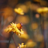 Flower, Germany